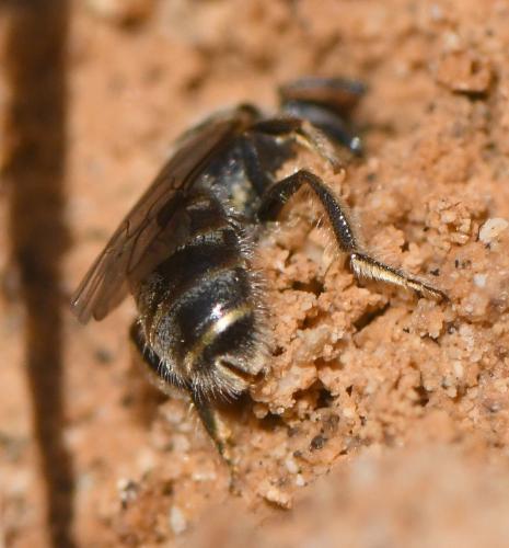 Réf. 243 037 : Lasioglossum sp.